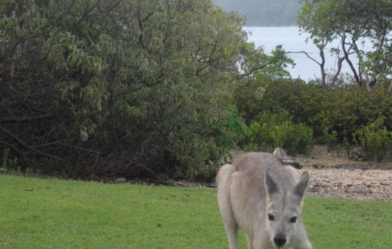 Day Dream Island  - Whitesundays Islands - Australie