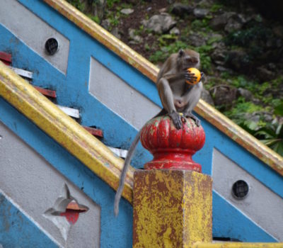 Batu Cave singe