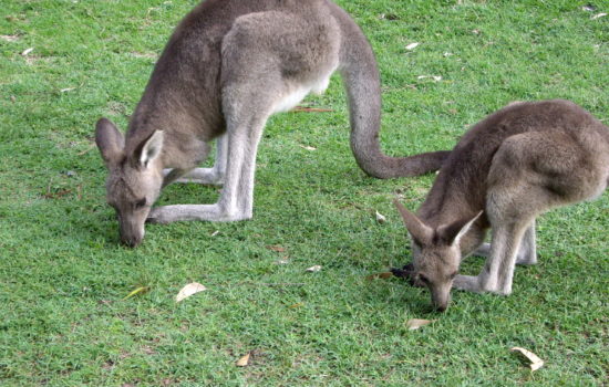 Jervis Bay