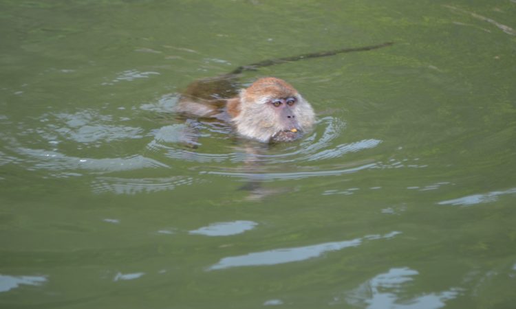 Langkawi Mangrove 3