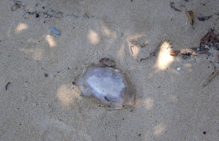 Palm Cove Beach - Cairns