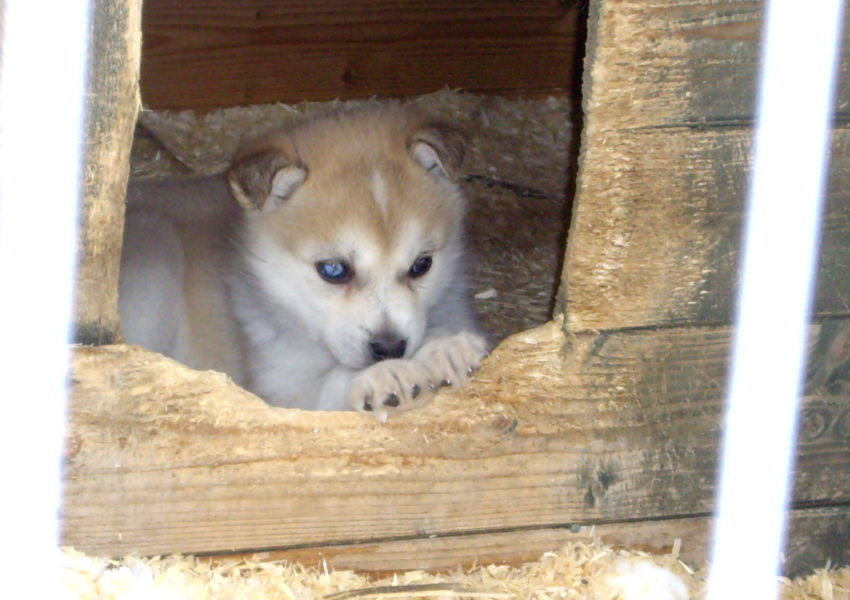 Laponie Finlandaise : chiens de traîneaux