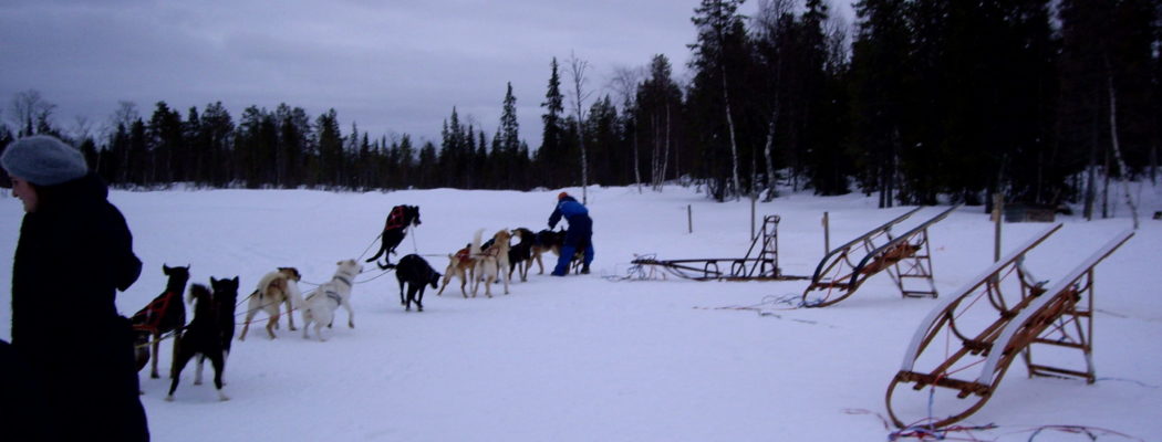 Laponie Finlandaise : chiens de traîneaux