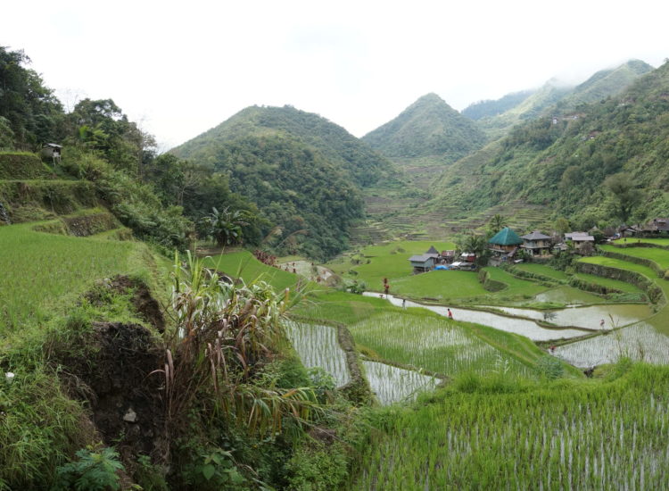 Bagna-an -rizières Luzon - Philippines