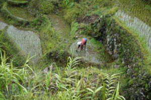 Trek Rizières entre Batad et Cambulo - Philippines