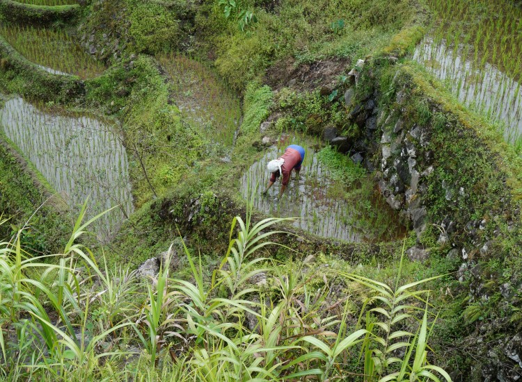 Trek Rizières entre Batad et Cambulo - Philippines