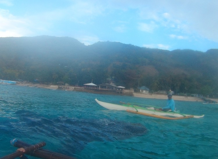 Requins baleine oslob - Philippines