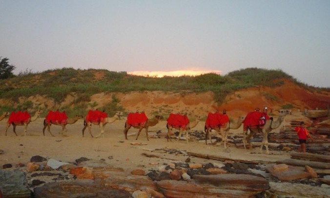 Chameaux broome australie