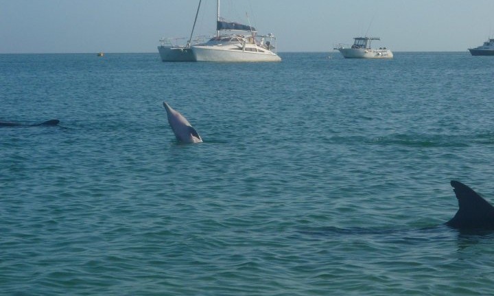 Monkey mia dolphin australie