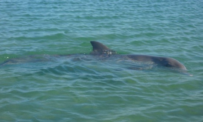 Monkey mia dolphin australie