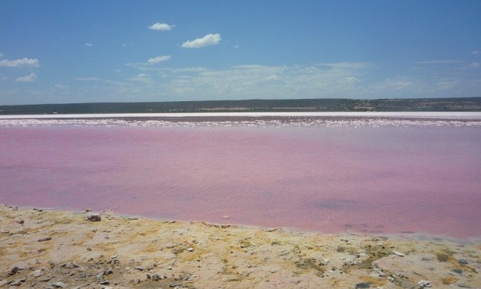 Pink lake Perth australie