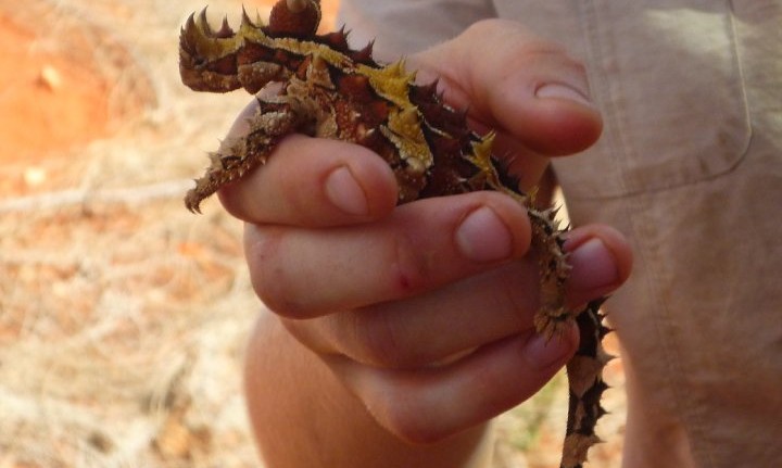 animaux australie