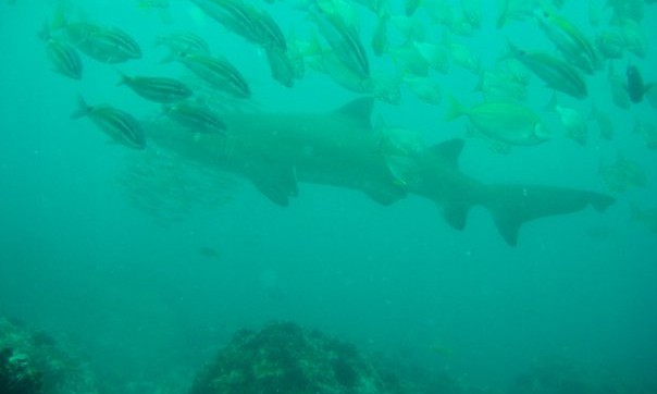 dive coffs harbour australie