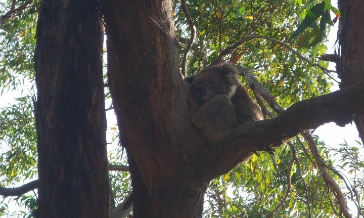 Koala -Great ocean road - australie