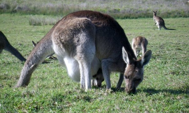 kangaroo beach australie