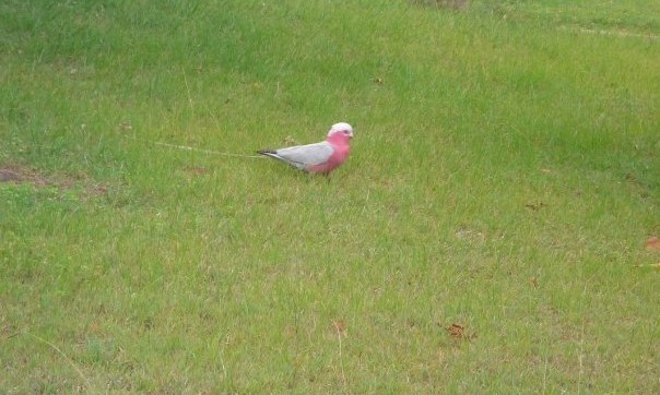 oiseau australie