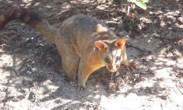 oppossum australie