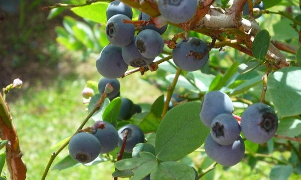 picking myrtille - Australie