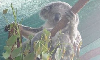 sydney aquarium et wild life - Australie