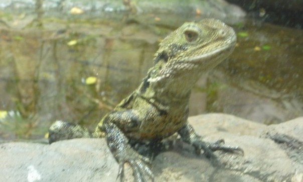 sydney aquarium et wild life - Australie