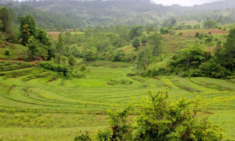 Rizières - Trek Pays Shan - Birmanie