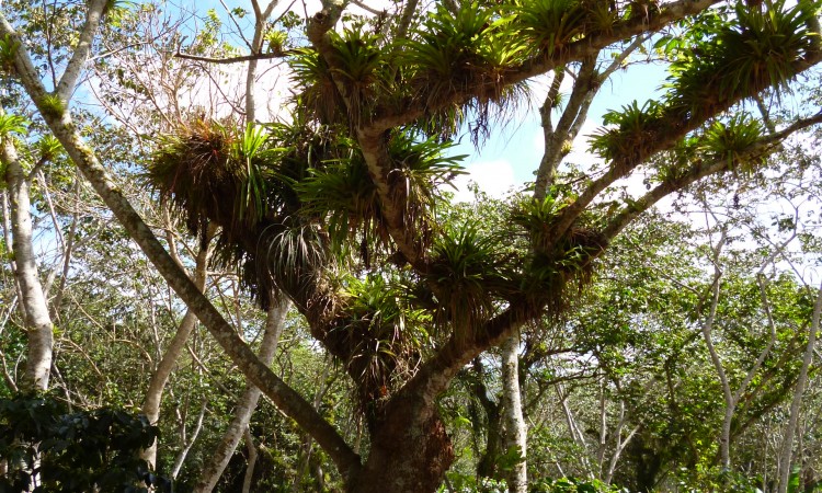 Topes de collantes - Cuba