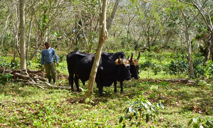 Topes de collantes - Cuba