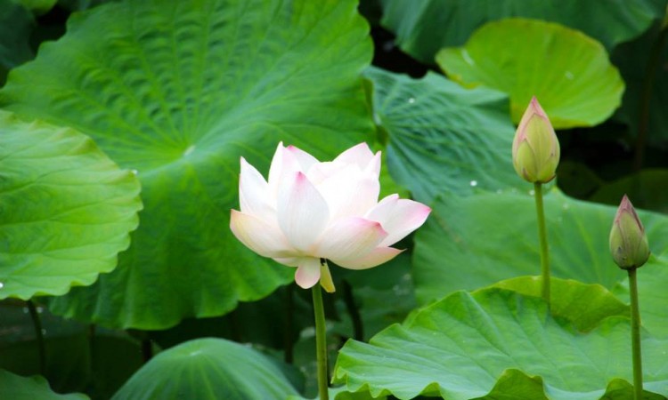 Fleur lotus -Lac Inle - Birmanie