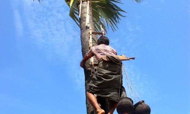 sucre palme route Mandalay - Birmanie