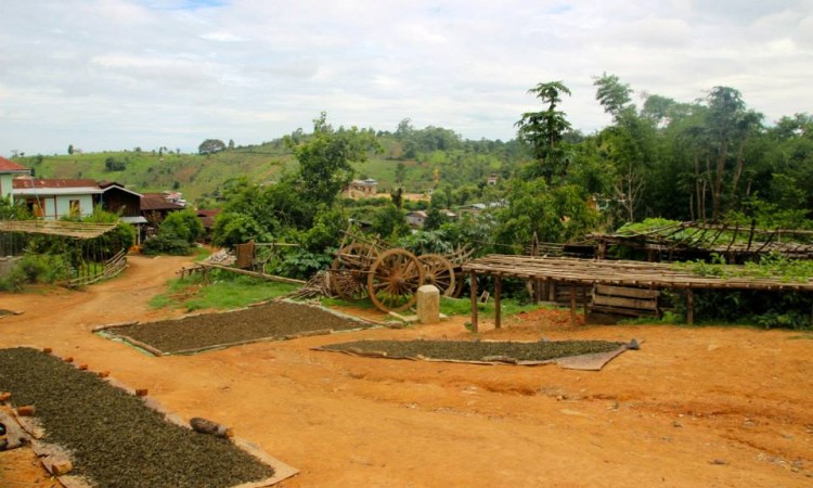 séchage feuilles thé - Trek Pays Shan - Birmanie