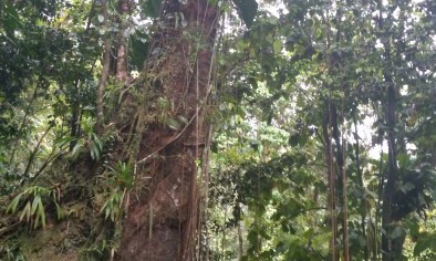 Cascades des écrevisses - Guadeloupe