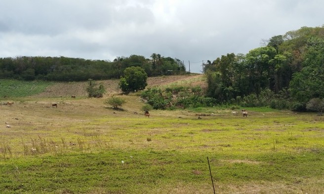 Marie Galante - Guadeloupe