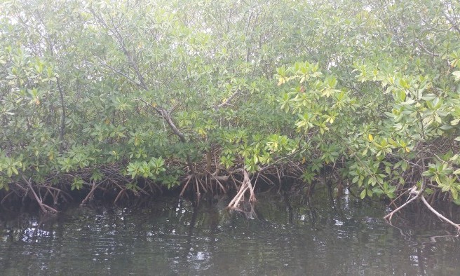 Mangrove - Guadeloupe