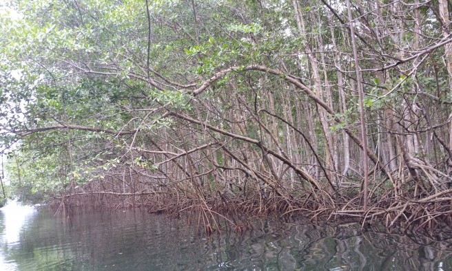 Mangrove - Guadeloupe