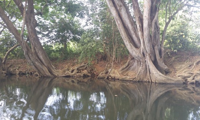 Mangrove - Guadeloupe