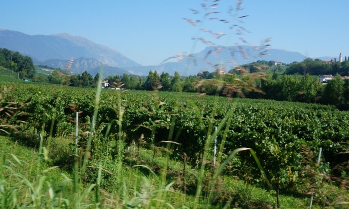 Vignes Conegliano