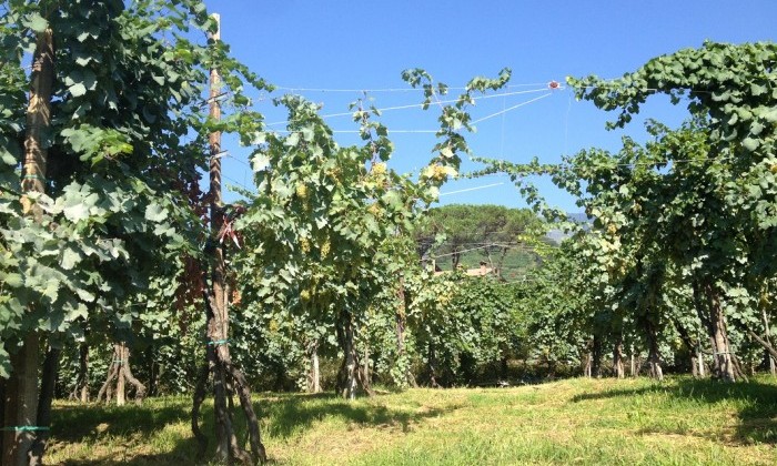 Vignes - Conegliano - Italie