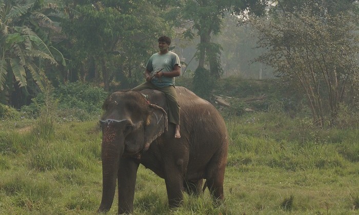 Elephant - Chitwan - Népal