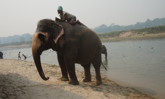 Elephant - Chitwan - Népal