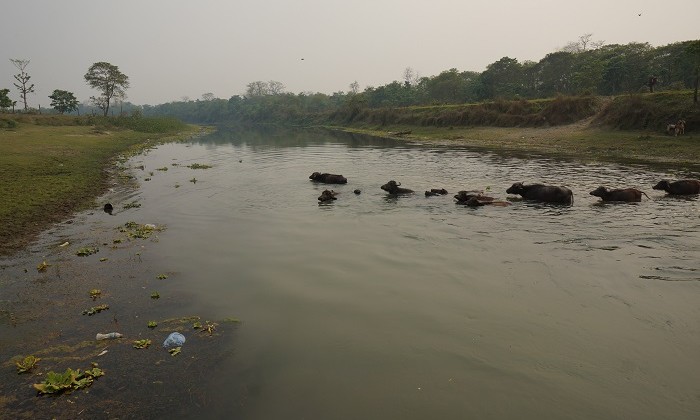 Elephant - Chitwan - Népal