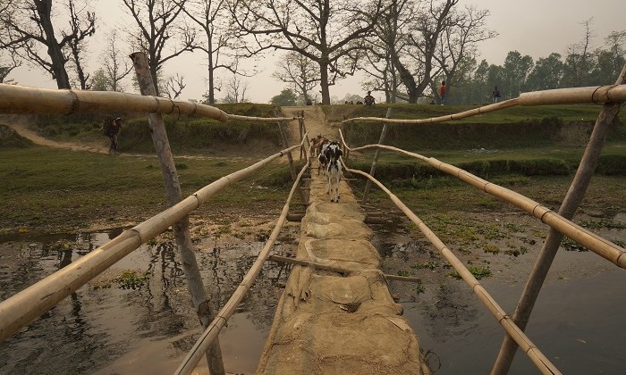 Elephant - Chitwan - Népal