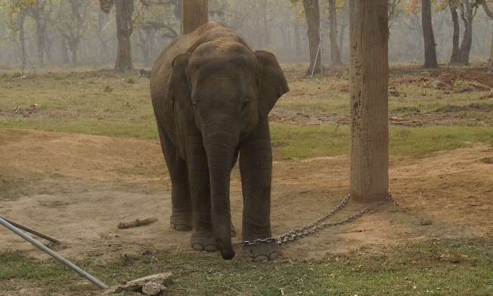 Elephant - Chitwan - Népal