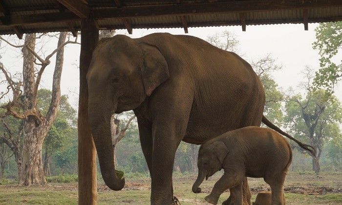 Elephant - Chitwan - Népal