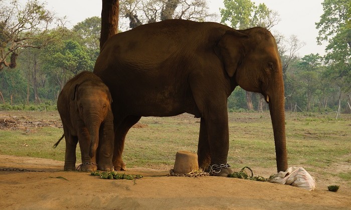 Elephant - Chitwan - Népal