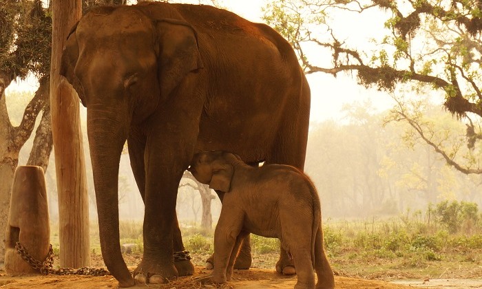 Elephant - Chitwan - Népal