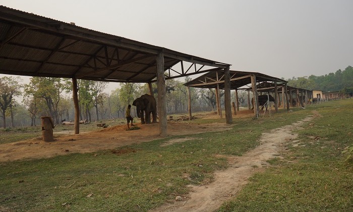 Elephant - Chitwan - Népal