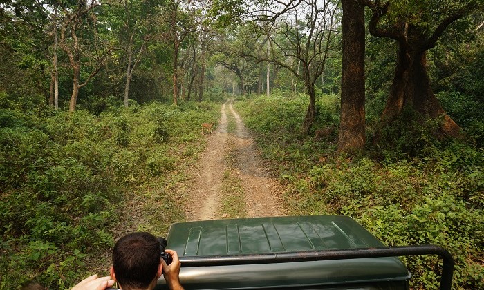 Safari - Chitwan - Népal