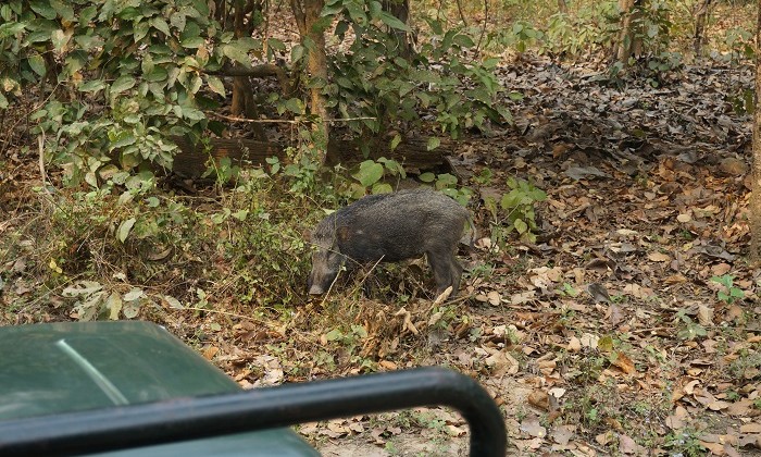 Safari - Chitwan - Népal