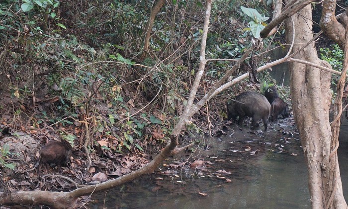 Safari - Chitwan - Népal