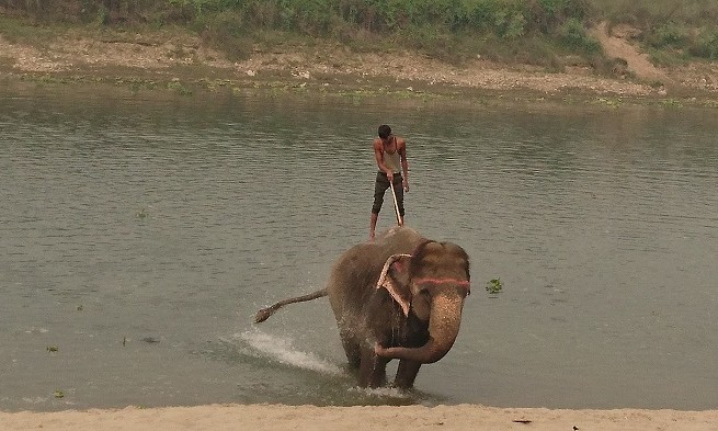 Elephant - Chitwan - Népal